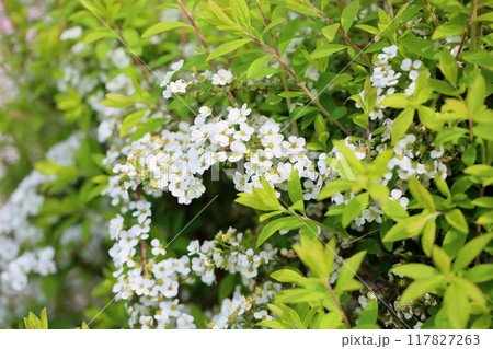 爽やか　ユキヤナギの花 117827263