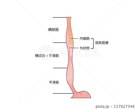 消化器の解剖生理 食道の筋層 消化器の解剖生理 食道の筋層 117827348