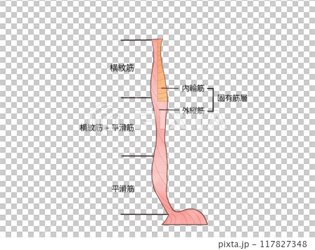 消化器の解剖生理 食道の筋層 消化器の解剖生理 食道の筋層 117827348