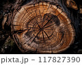 log Wooden texture. Wood background, laminate and parquet background. 117827390
