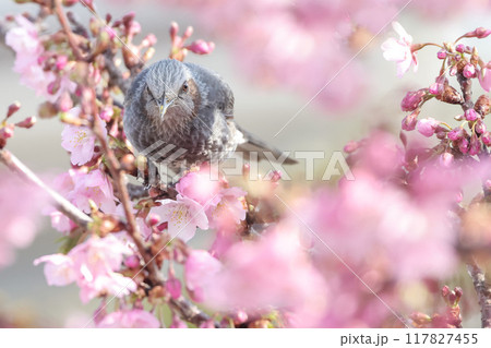 桜の花の蜜を吸うヒヨドリ 桜の花の蜜を吸うヒヨドリ 117827455
