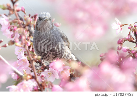 河津桜とヒヨドリ 117827458