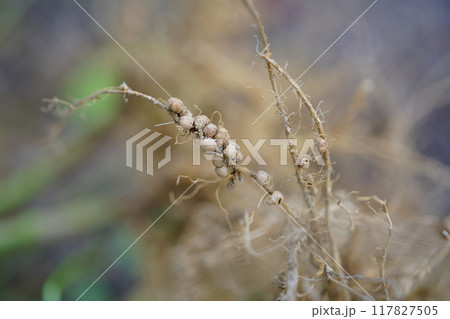 マメ科の根にある根粒菌　枝豆の根 117827505