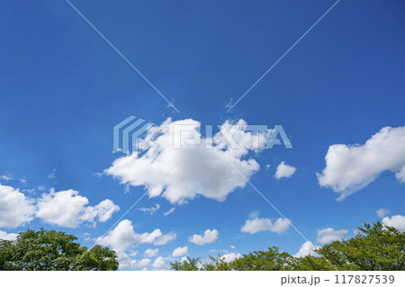 夏の雲と木立 117827539