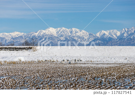 シベリアから越冬しに飛来したハクチョウ シベリアから越冬しに飛来したハクチョウ 117827541