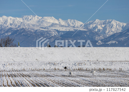 シベリアから飛来したハクチョウ 117827542