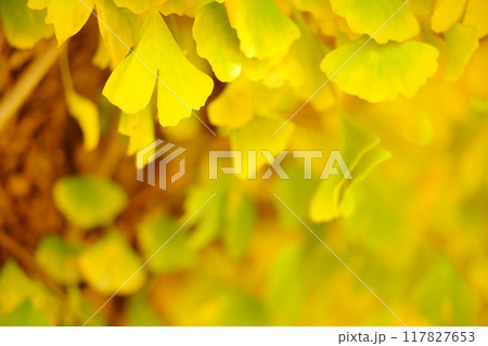 秋のイチョウの木に黄色く色づくイチョウの葉。 117827653
