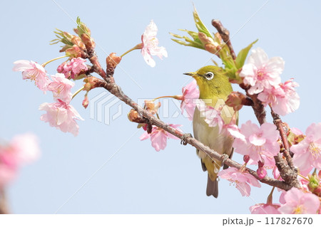 河津桜とメジロ 117827670