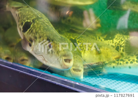 トラフグの活魚が泳ぐ水槽。 高級なフグ料理のお店。 大型のトラフグを味わえる。2024年4月 117827691