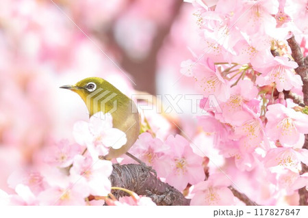 河津桜に来たメジロ 117827847