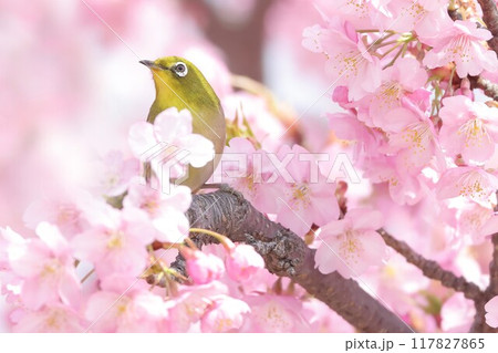 河津桜にとまるメジロ 117827865