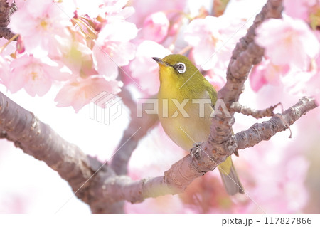 河津桜の枝に留まるメジロ 河津桜の枝に留まるメジロ 117827866