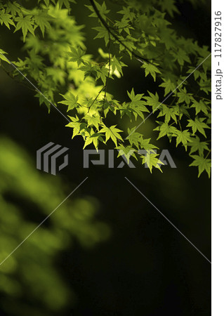光を浴びて輝く新緑の青もみじ 光を浴びて輝く新緑の青もみじ 117827916