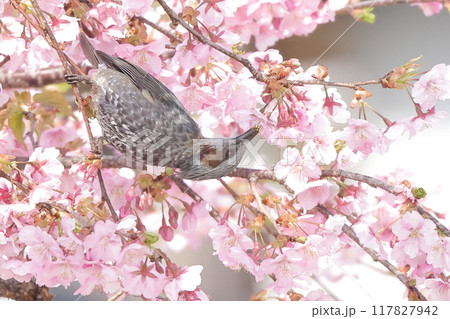 桜の花の蜜を吸うヒヨドリ 117827942