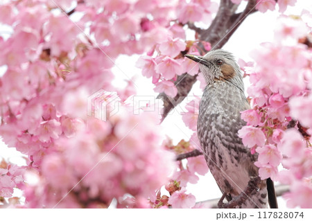 満開の桜に囲まれているヒヨドリ 満開の桜に囲まれているヒヨドリ 117828074