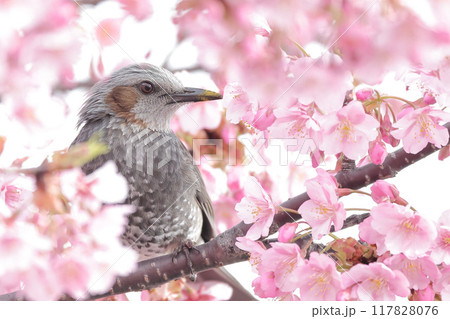 満開の桜から顔を出すヒヨドリ 満開の桜から顔を出すヒヨドリ 117828076