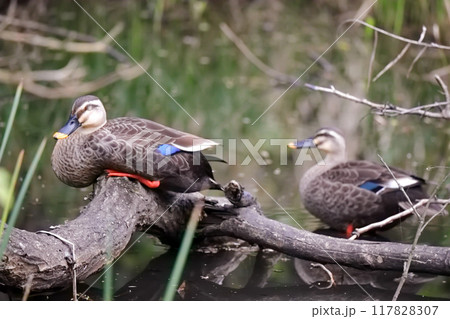‹東京都›寄り添う番いのカルガモ〜付属自然教育園にて 117828307