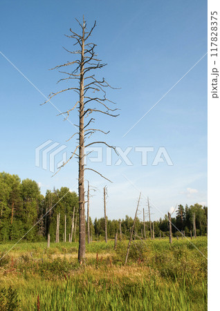 Withered pine tree at the forest edge 117828375