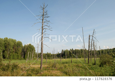 Dry pine trees at the forest edge 117828376
