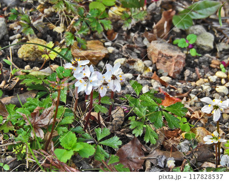 キンポウゲ科の多年草白い小さな花バイカオウレン キンポウゲ科の多年草白い小さな花バイカオウレン 117828537