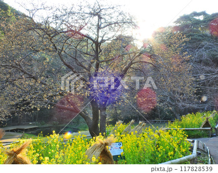 北九州市門司区の冬牡丹や菜の花が咲く早春の白野江植物公園 117828539