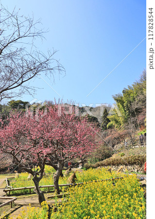 北九州市門司区の白野江植物公園で梅や菜の花が咲く早春の 117828544