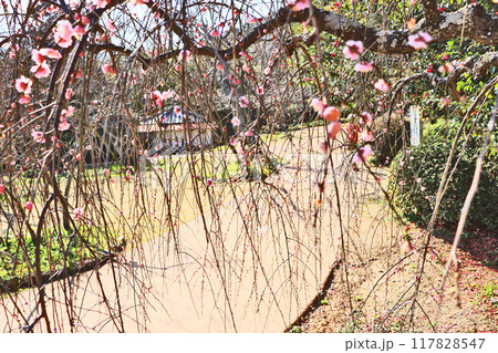 北九州市門司区の白野江植物公園しだれ梅が咲く早春 北九州市門司区の白野江植物公園しだれ梅が咲く早春 117828547