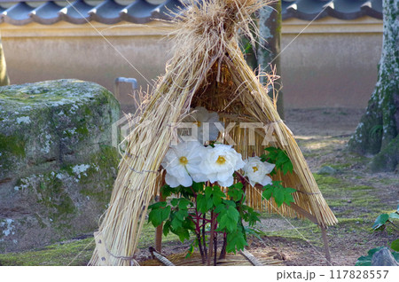 藁囲いの中で咲く大輪の白い冬ぼたん 117828557