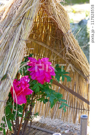藁囲いの中で咲く大輪の濃いピンクの冬ぼたん 117828558
