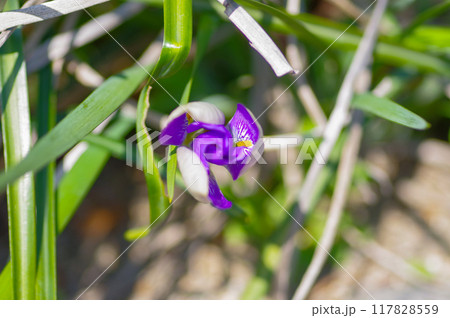 渦を巻いたカンアヤメのつぼみ 117828559