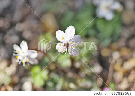 キンポウゲ科の多年草白い小さな花バイカオウレン 117828563