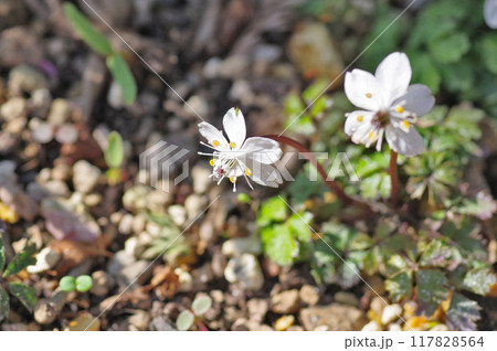 キンポウゲ科の多年草白い小さな花バイカオウレン 117828564