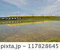 ドクターイエロー水田に映る 117828645