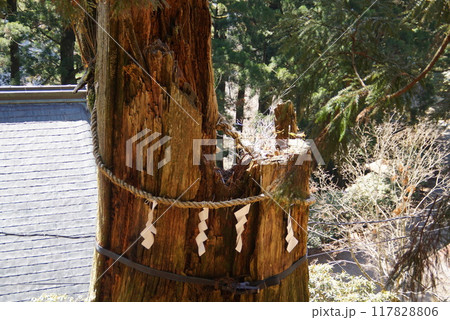 玉置神社・いわれ杉 玉置神社・いわれ杉 117828806