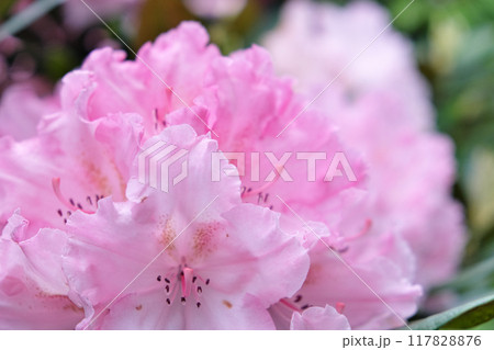 濃いピンク色のシャクナゲ 濃いピンク色のシャクナゲ 117828876