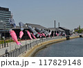 元気に泳ぐ鯉のぼり郡 117829148