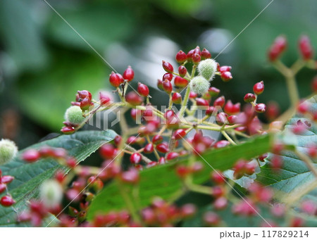 ガマズミの虫こぶ ガマズミの虫こぶ 117829214