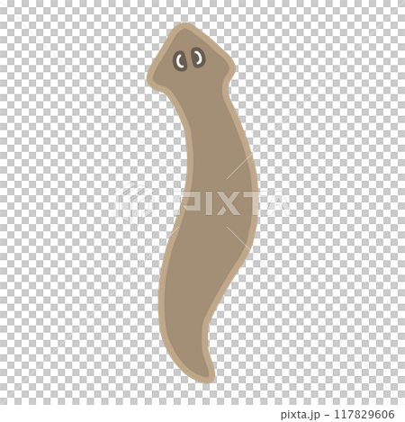 プラナリア 117829606
