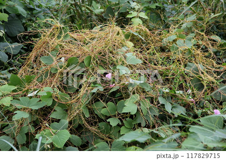ネナシカズラ属による寄生被害 117829715