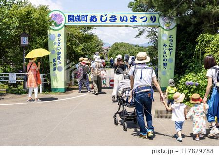 神奈川県　開成町　あじさいまつり 117829788