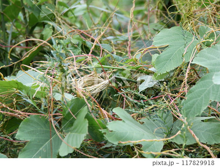 ネナシカズラ属による寄生被害 117829918