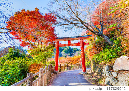 東京 紅葉に染まる武蔵御嶽神社 参道の赤鳥居 東京 紅葉に染まる武蔵御嶽神社 参道の赤鳥居 117829942