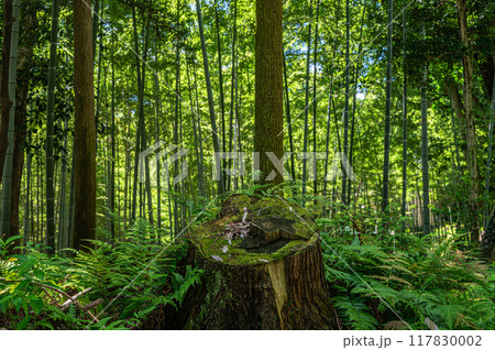 石清水八幡宮境内の竹林 京都府八幡市 石清水八幡宮境内の竹林 京都府八幡市 117830002