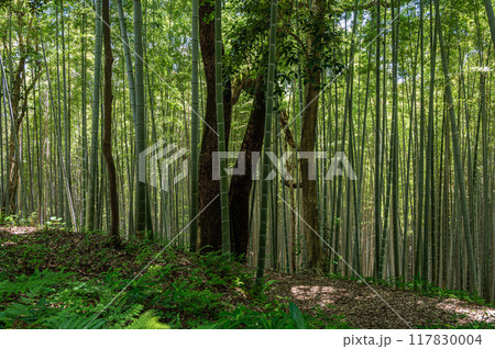 石清水八幡宮境内の竹林 京都府八幡市 石清水八幡宮境内の竹林 京都府八幡市 117830004