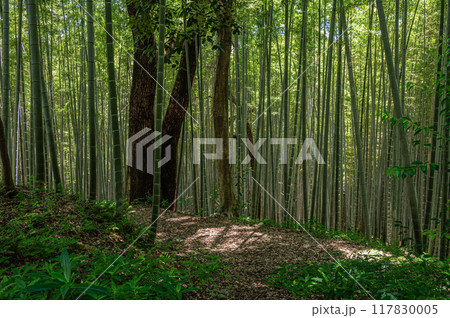 石清水八幡宮境内の竹林 京都府八幡市 石清水八幡宮境内の竹林 京都府八幡市 117830005