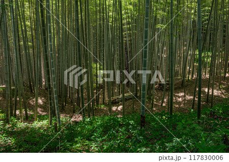 石清水八幡宮境内の竹林　京都府八幡市 117830006
