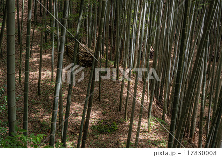 石清水八幡宮境内の竹林 京都府八幡市 石清水八幡宮境内の竹林 京都府八幡市 117830008