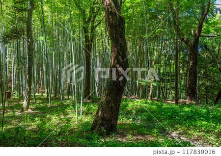 石清水八幡宮境内の竹林　京都府八幡市 117830016