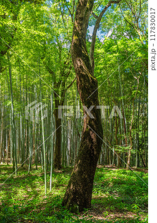 石清水八幡宮境内の竹林　京都府八幡市 117830017