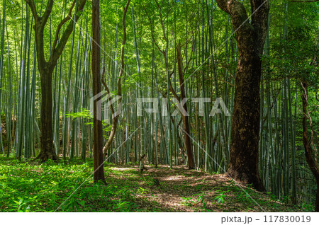 石清水八幡宮境内の竹林　京都府八幡市 117830019